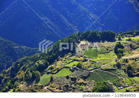 [Gifu Prefecture] Ibigawa Town, Gifu's Machu Picchu, Tea Fields in the Sky 119649950