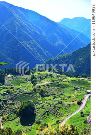 [Gifu Prefecture] Ibigawa Town, Gifu's Machu Picchu, Tea Fields in the Sky 119649958
