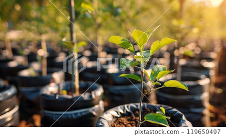 reforestation set of young trees trunks in pots, afforestation set of green plants in flowerpots, gardening and botany concept 119650497