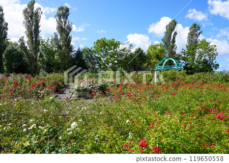 羽幌玫瑰園(北海道羽幌町) 羽幌玫瑰園(北海道羽幌町) 119650558
