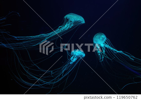 Group of Atlantic sea nettle jellyfish floating in illuminated aquarium with neon light 119650762
