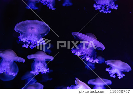 Mediterranean jellyfish, fried egg, Cotylorhiza tuberculata, swim in aquarium with neon light Mediterranean jellyfish, fried egg, Cotylorhiza tuberculata, swim in aquarium with neon light 119650767