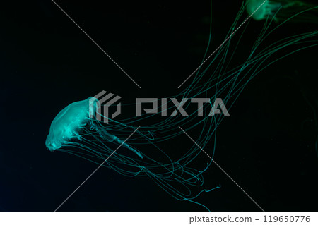 Atlantic sea nettle jellyfish swimming underwater aquarium pool with bright blue neon light Atlantic sea nettle jellyfish swimming underwater aquarium pool with bright blue neon light 119650776