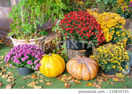 Colorful autumn flowers and orange pumpkins, outside in garden, fall composition for holidays 119650791