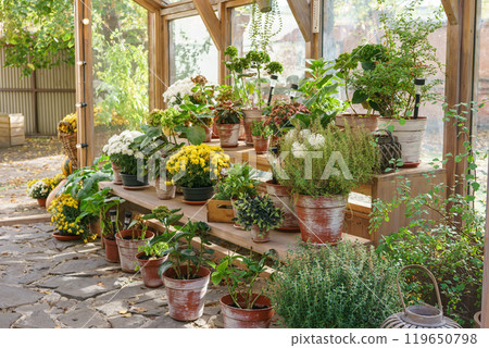 Greenhouse with potted plants and flowers in sunny garden background. Gardening hobby, plant growing 119650798