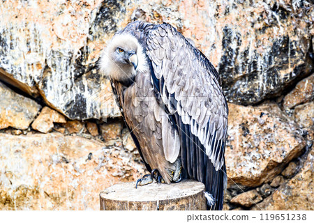 Image of a griffon vulture in captivity in a recovery center in the province of Lerida Image of a griffon vulture in captivity in a recovery center in the province of Lerida 119651238