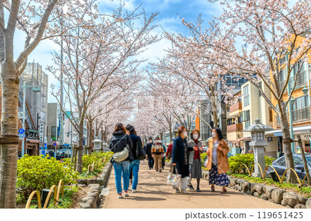 春天的神奈川縣鎌倉市風景 119651425