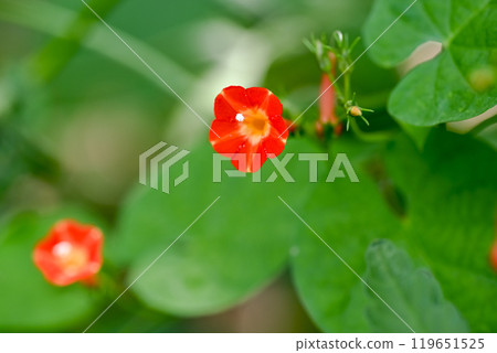 橙紅蔦蘿 橙紅蔦蘿 119651525