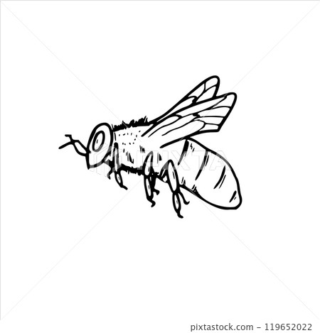 Abstract honey bee vector isolated illustration in black and white graphic. Flying insect etching drawing. Side view. Hand drawn element for coloring book, decor. 119652022