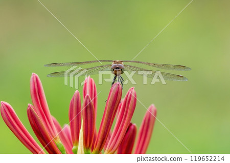 A front view of a female autumn darter moth resting on a red spider lily bud 119652214