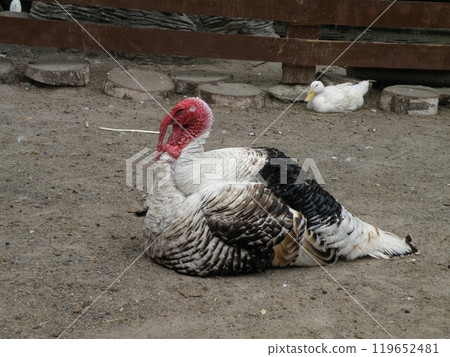 Resting Turkey in a Farmyard Setting Resting Turkey in a Farmyard Setting 119652481
