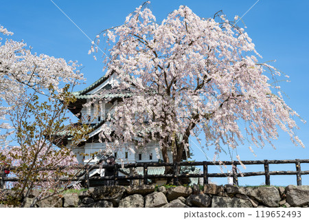 Cherry blossoms and castle tower of Hirosaki Castle, Aomori Cherry blossoms and castle tower of Hirosaki Castle, Aomori 119652493