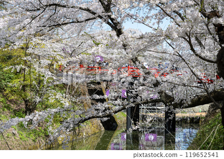 Cherry blossoms at Hirosaki Castle, Aomori Cherry blossoms at Hirosaki Castle, Aomori 119652541