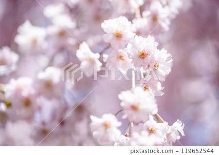 青森縣弘前城的櫻花 青森縣弘前城的櫻花 119652544