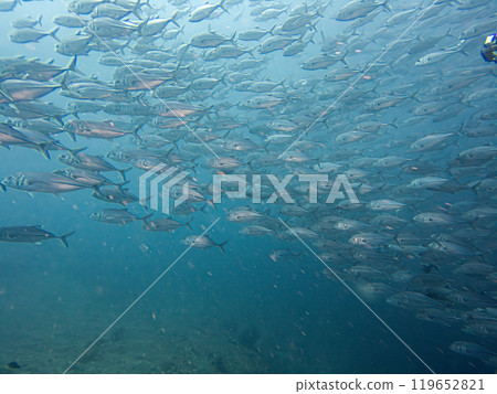 A school of Big eye Trevally, Jackfish, or Caranx sexfasciatus, outside Puerto Galera, Philippines A school of Big eye Trevally, Jackfish, or Caranx sexfasciatus, outside Puerto Galera, Philippines 119652821