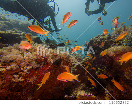 A colorful healthy coral reef with Anthias fish and divers at Puerto Galera, Philippines 119652822