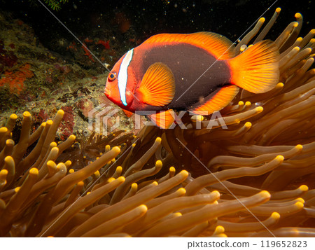 Tomato anemonefish, Amphiprion frenatus, in the host anemone, Puerto Galera, Philippines 119652823