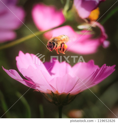 Bees taking off from cosmos flowers - flight 119652826