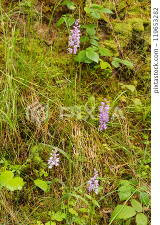 the austrian alps near gosau the austrian alps near gosau 119653282