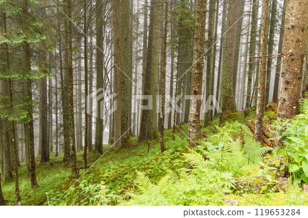 the austrian alps near gosau the austrian alps near gosau 119653284
