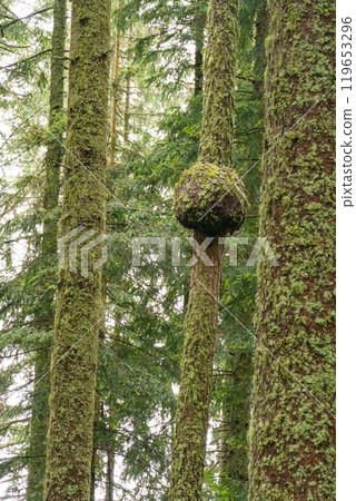 hiking in the austrian alps near gosau 119653296