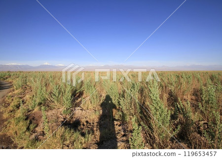 Laguna Cejar, Atacama, Chile 119653457