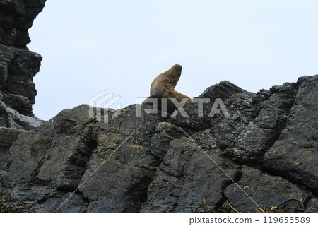 Isla Damas near La Serena Chile 119653589