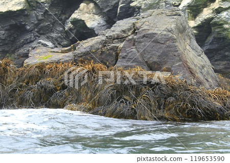 Isla Damas near La Serena Chile 119653590