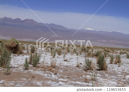 Laguna Cejar, Atacama, Chile 119653655