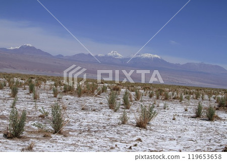 Laguna Cejar, Atacama, Chile 119653658