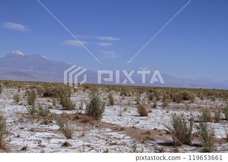 Laguna Cejar, Atacama, Chile 119653661