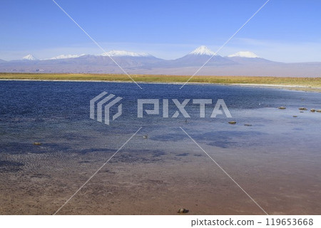 Laguna Cejar, Atacama, Chile 119653668