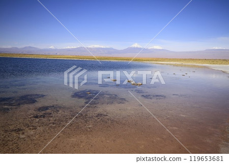 Laguna Cejar, Atacama, Chile 119653681