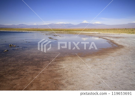 Laguna Cejar, Atacama, Chile 119653691