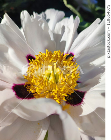 Beautiful large white tree peony flower. Blooming Tree peony flower with large white petals, burgundy spots and yellow stamens on sunny day. Spring flowers blooming. Floriculture. Flowerbed in bloom. 119654075