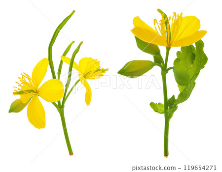 Celandine flower isolated on white background. Top view. Flat lay 119654271