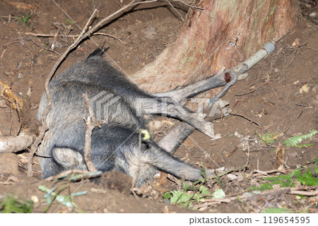 犬志久久里陷阱 119654595