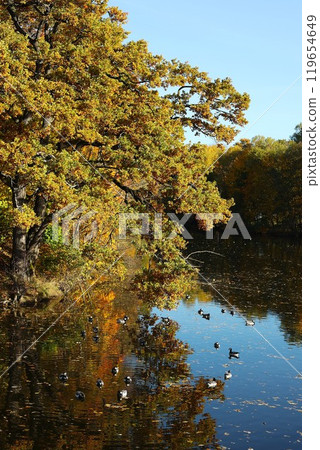 Duck and autumn sky 119654649