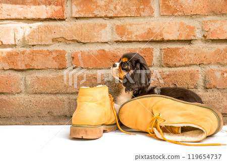 The tricolor cavalier king charles spaniel puppy with shoes in garden. The tricolor cavalier king charles spaniel puppy with shoes in garden. 119654737