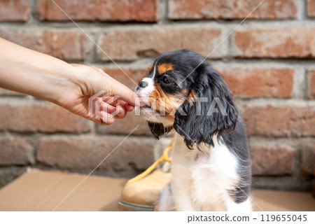 Portrait of the tricolor cavalier king charles spaniel puppy Portrait of the tricolor cavalier king charles spaniel puppy 119655045