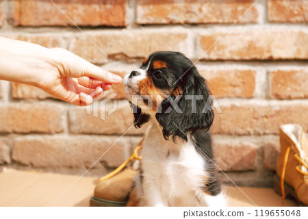 Portrait of the tricolor cavalier king charles spaniel puppy 119655048