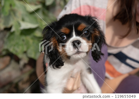 Portrait of the tricolor cavalier king charles spaniel puppy 119655049