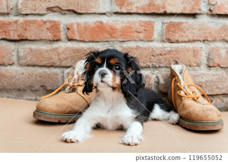 The tricolor cavalier king charles spaniel puppy with shoes in garden. 119655052