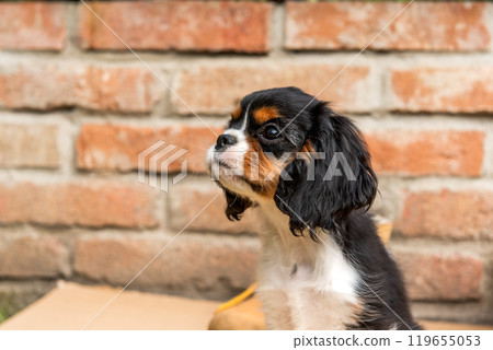 Portrait of the tricolor cavalier king charles spaniel puppy 119655053