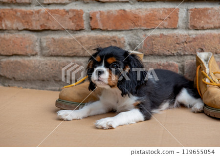 The tricolor cavalier king charles spaniel puppy with shoes in garden. 119655054