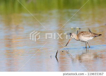 A black-tailed godwit in a lotus field 119655367