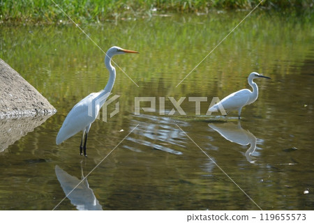 Egrets living in the river 119655573