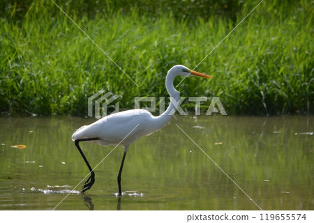 Egrets living in the river 119655574