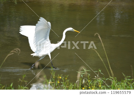 Egrets living in the river 119655579