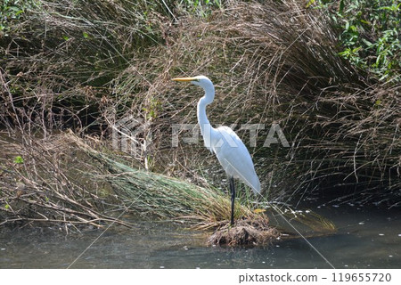 Egrets living in the river Egrets living in the river 119655720